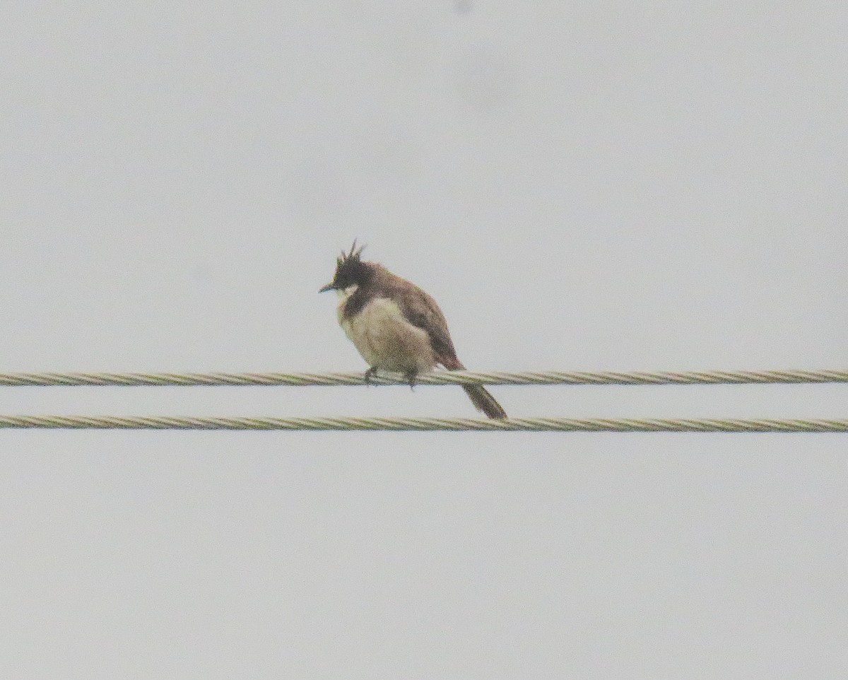 Red-whiskered Bulbul - ML640560193