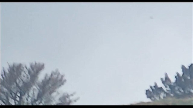 Підсоколик Елеонори - ML640560194