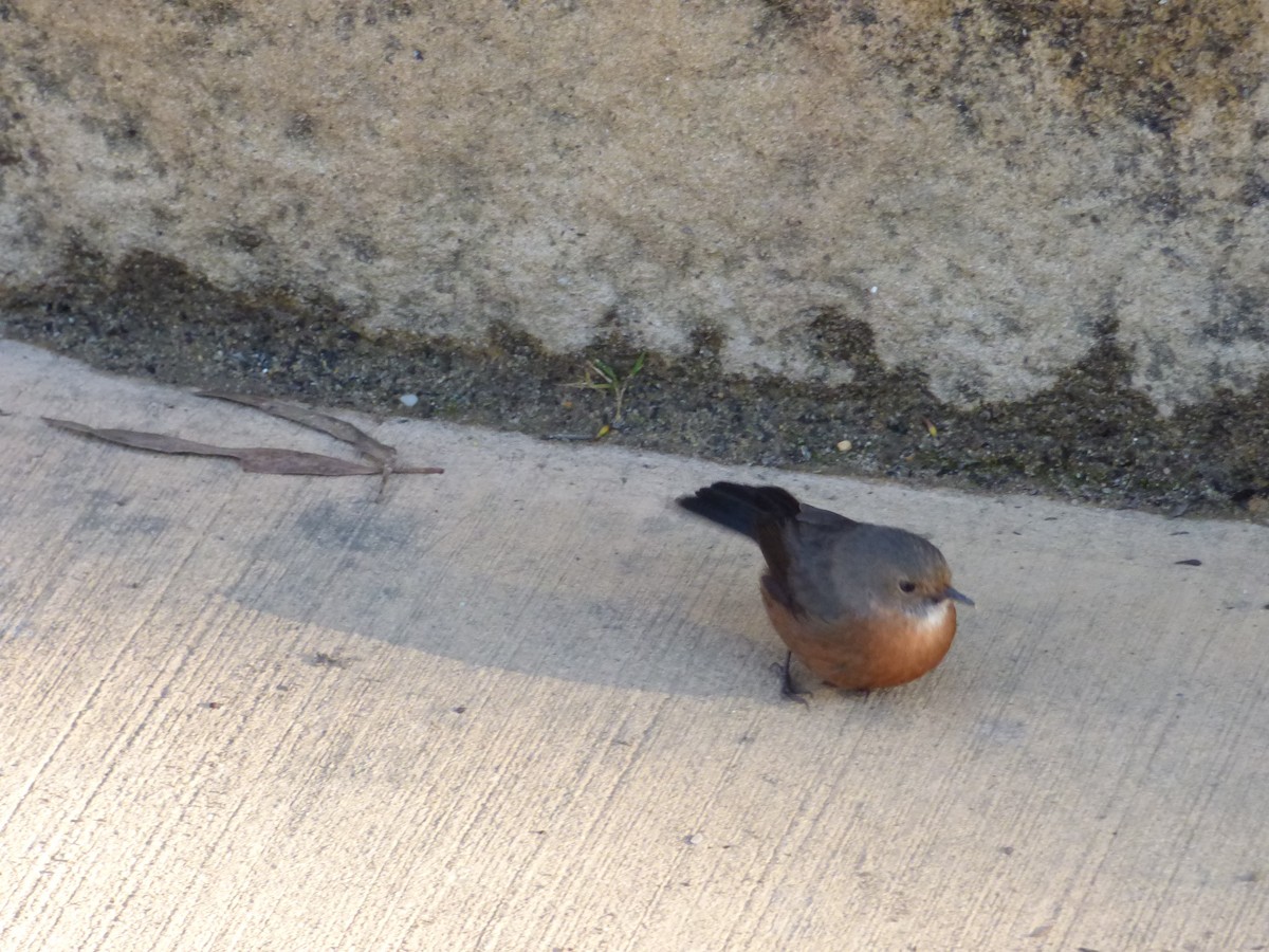 Rockwarbler - ML640560216