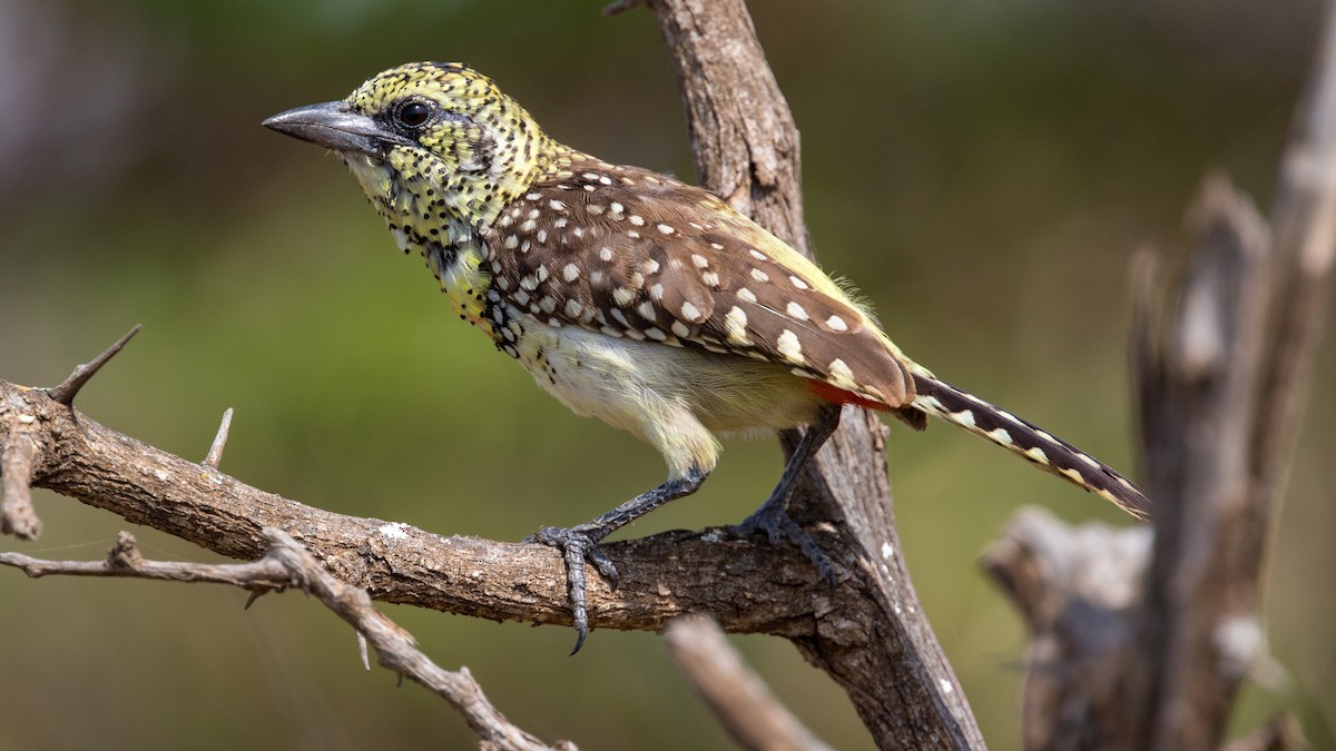 D'Arnaud's Barbet (Usambiro) - ML640560221