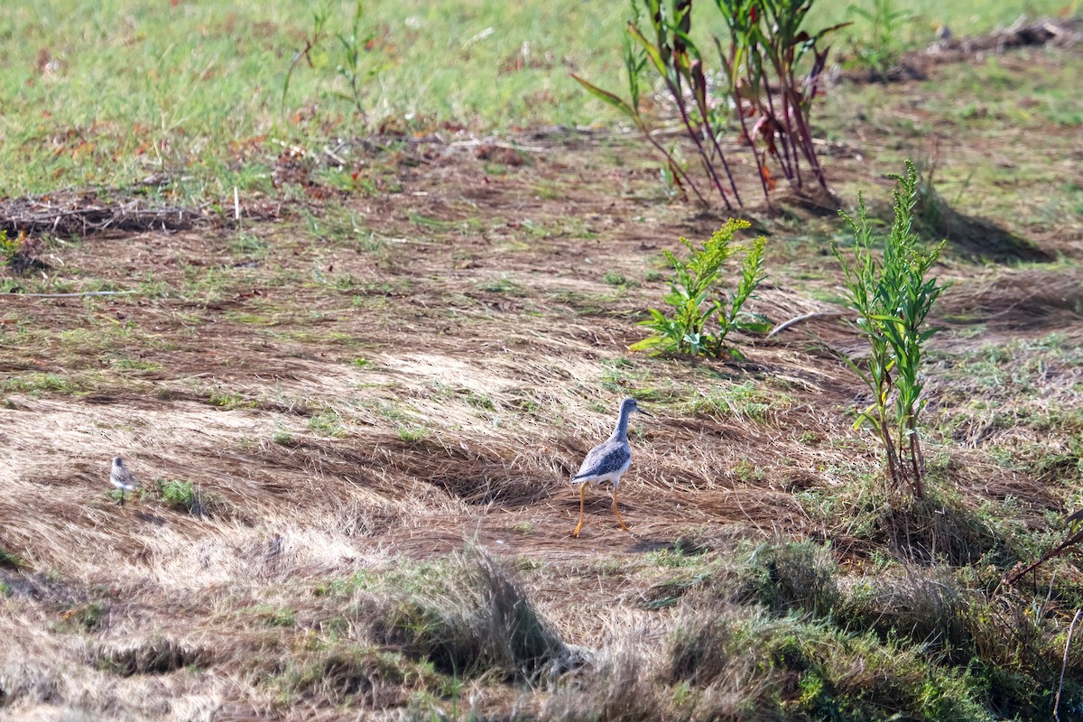 Greater Yellowlegs - ML640560363