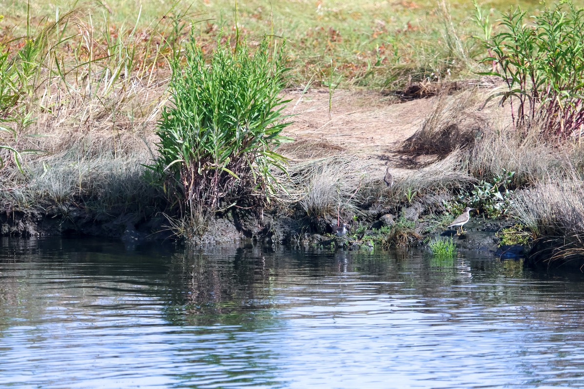Spotted Sandpiper - ML640560391