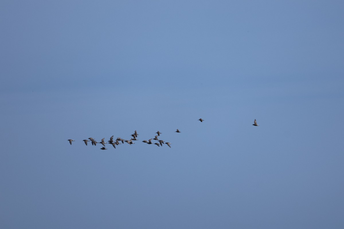 Least Sandpiper - ML640560425