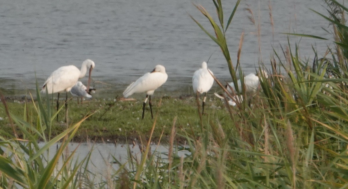 Eurasian Spoonbill - ML640560432