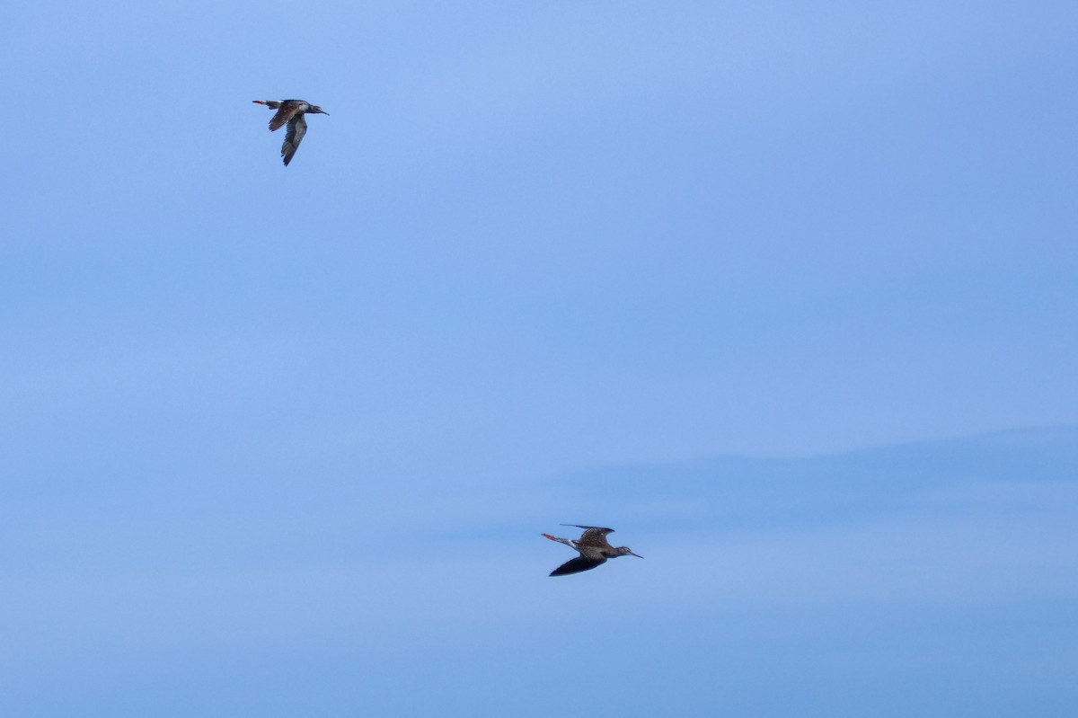 Lesser Yellowlegs - ML640560439