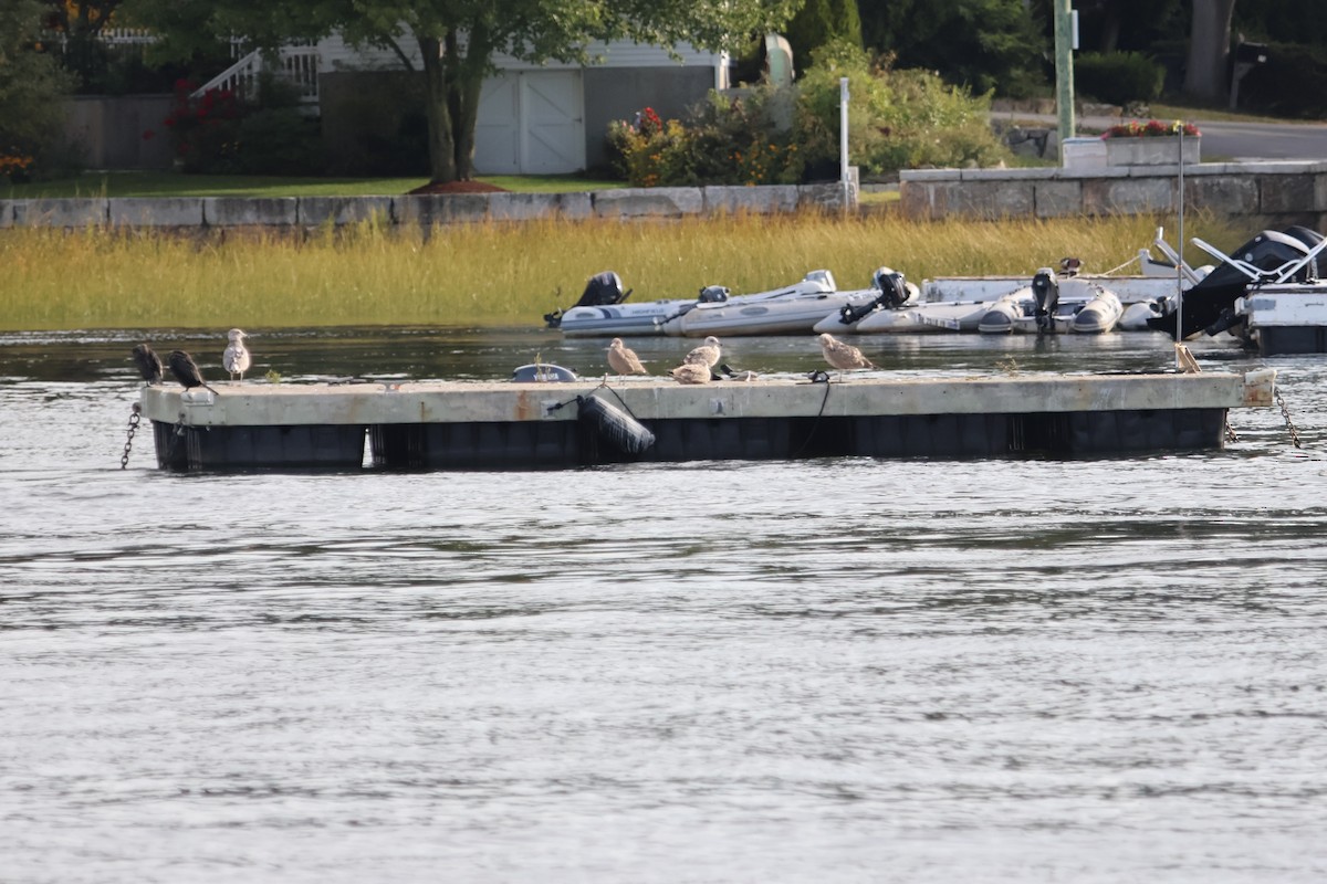 American Herring Gull - ML640560444