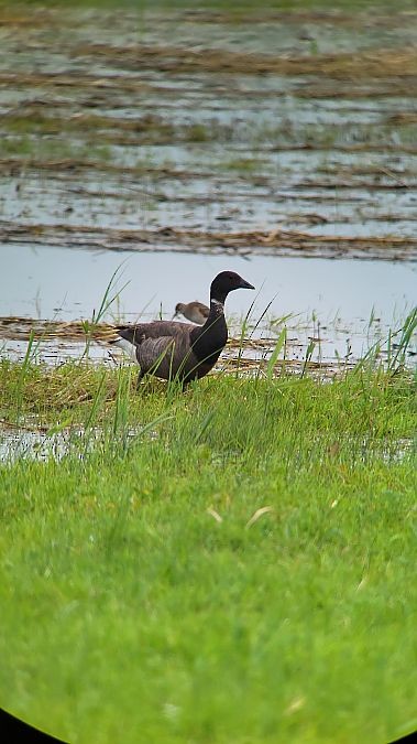 Brant - ML640560476