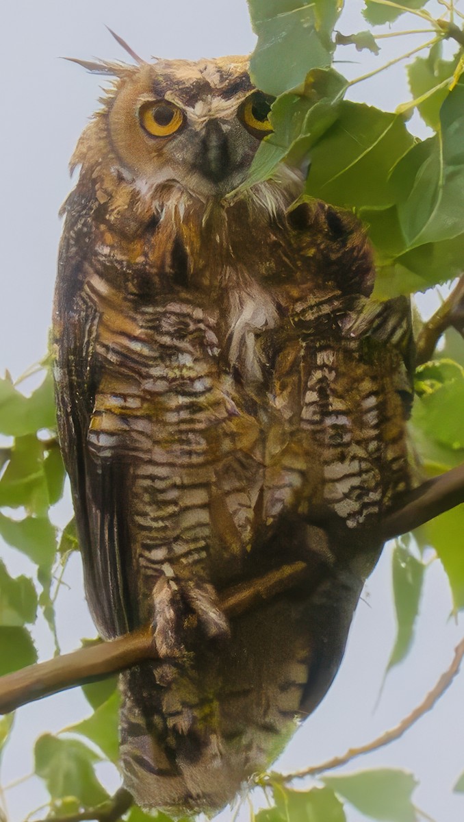 Great Horned Owl - ML640560525