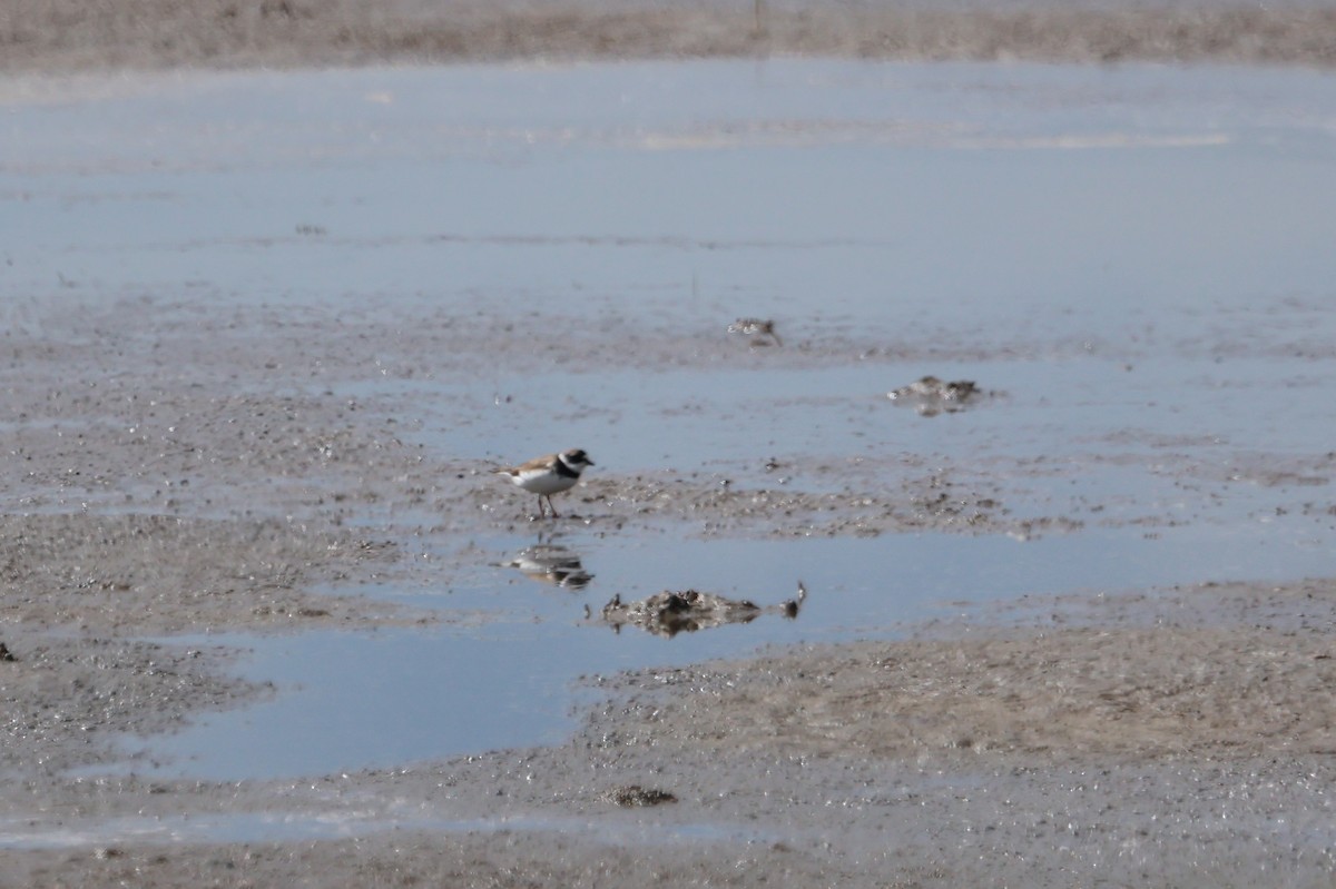 Semipalmated Plover - ML640560527