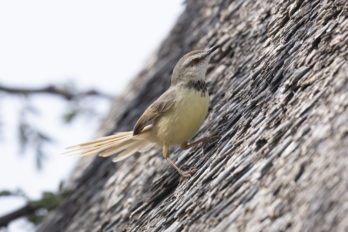 Black-chested Prinia - ML640560547