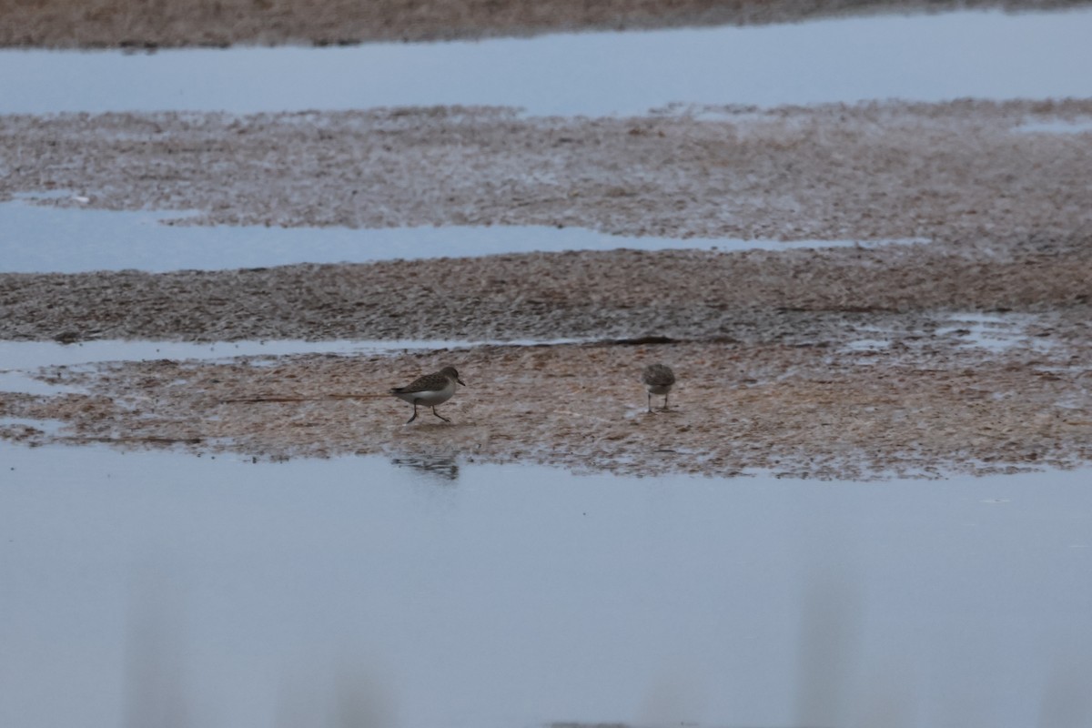 Least Sandpiper - ML640560558