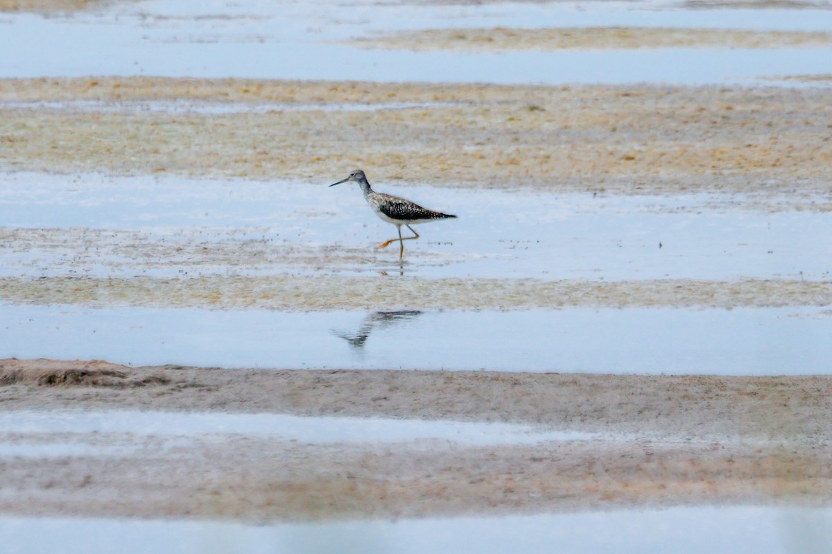 Lesser Yellowlegs - ML640560567