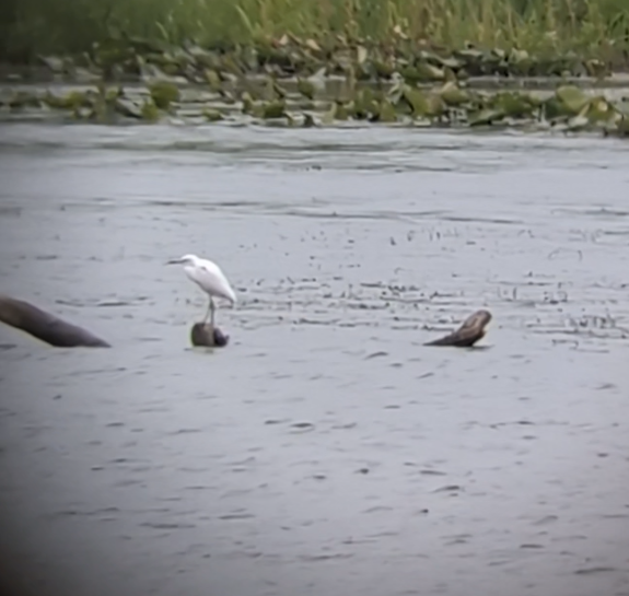 Little Blue Heron - ML640560571