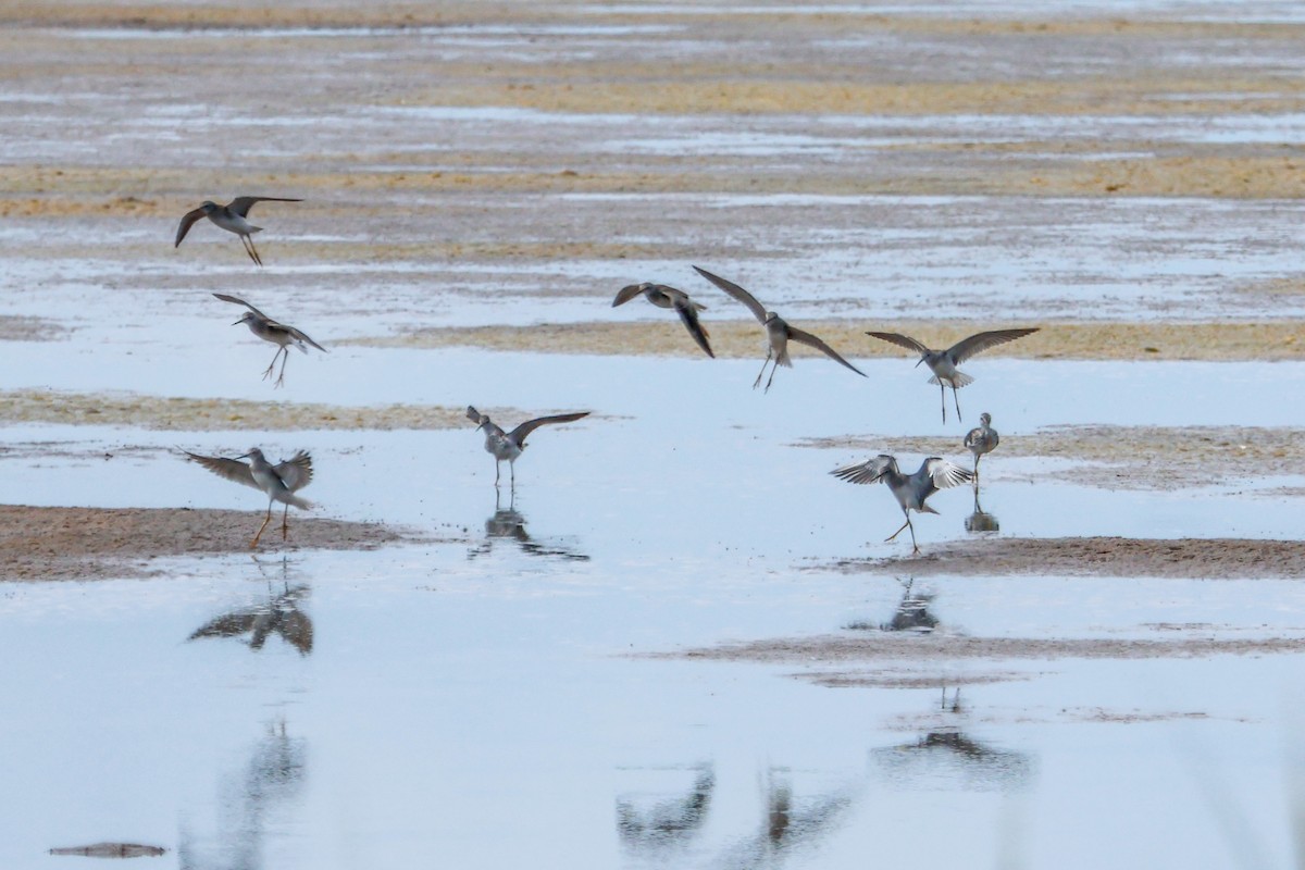 Lesser Yellowlegs - ML640560601