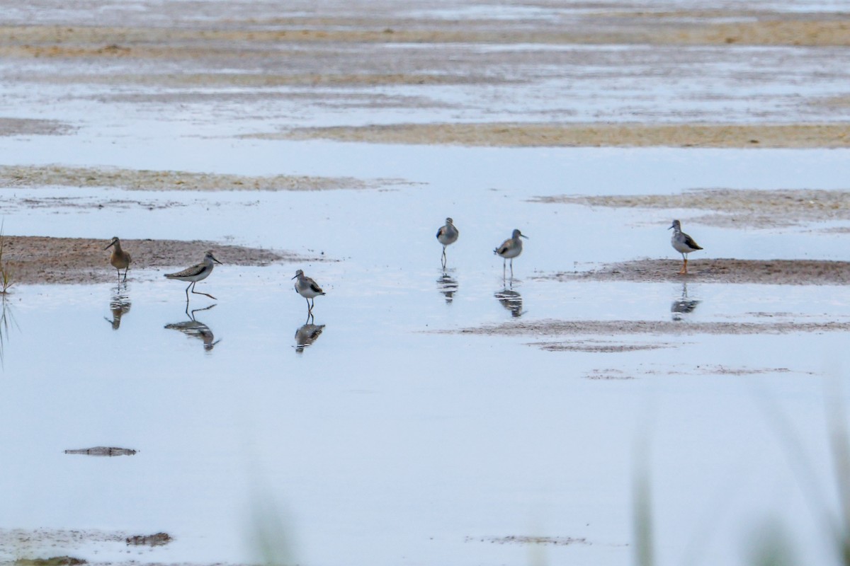 Lesser Yellowlegs - ML640560602