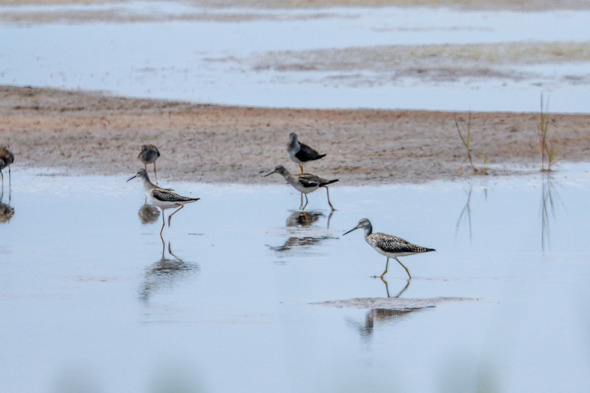Lesser Yellowlegs - ML640560603