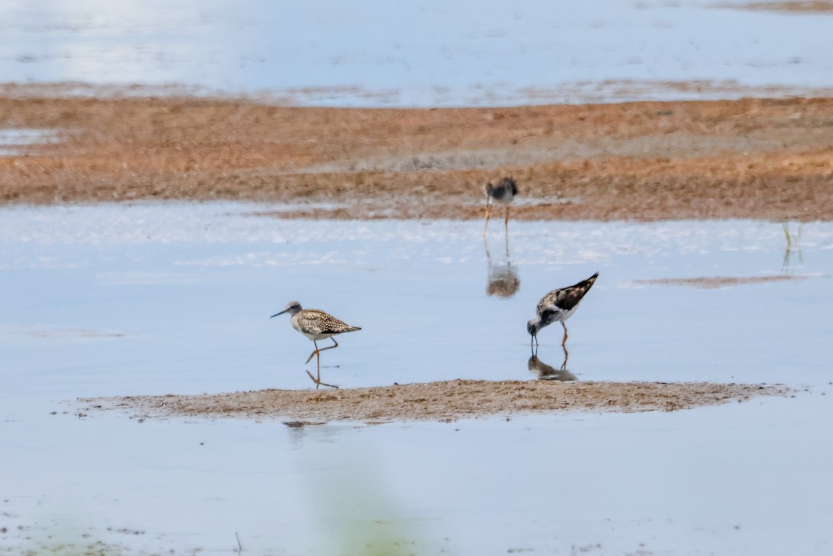 Lesser Yellowlegs - ML640560604