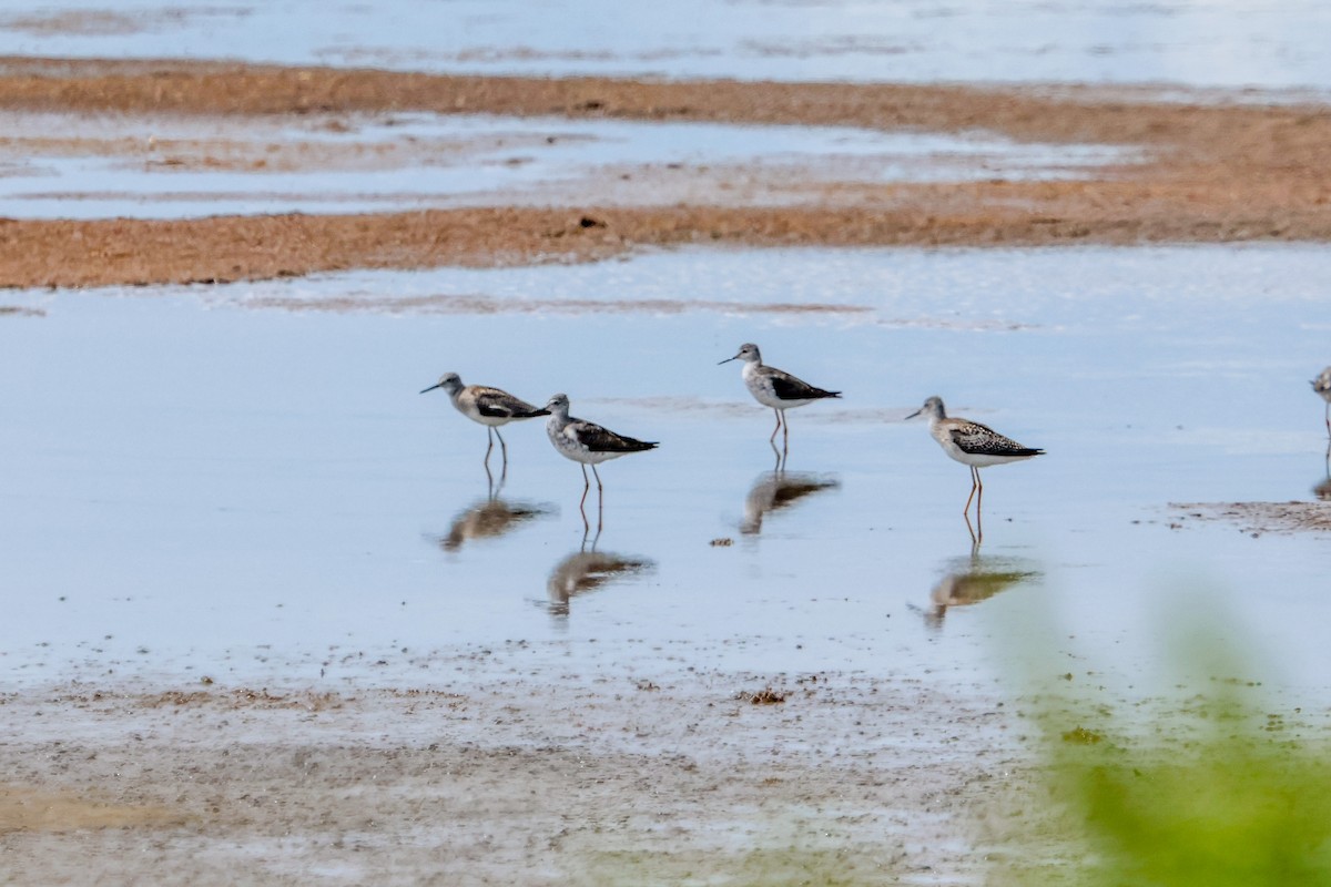 Lesser Yellowlegs - ML640560605
