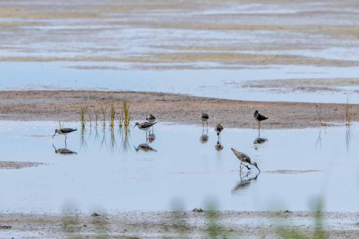 Lesser Yellowlegs - ML640560606