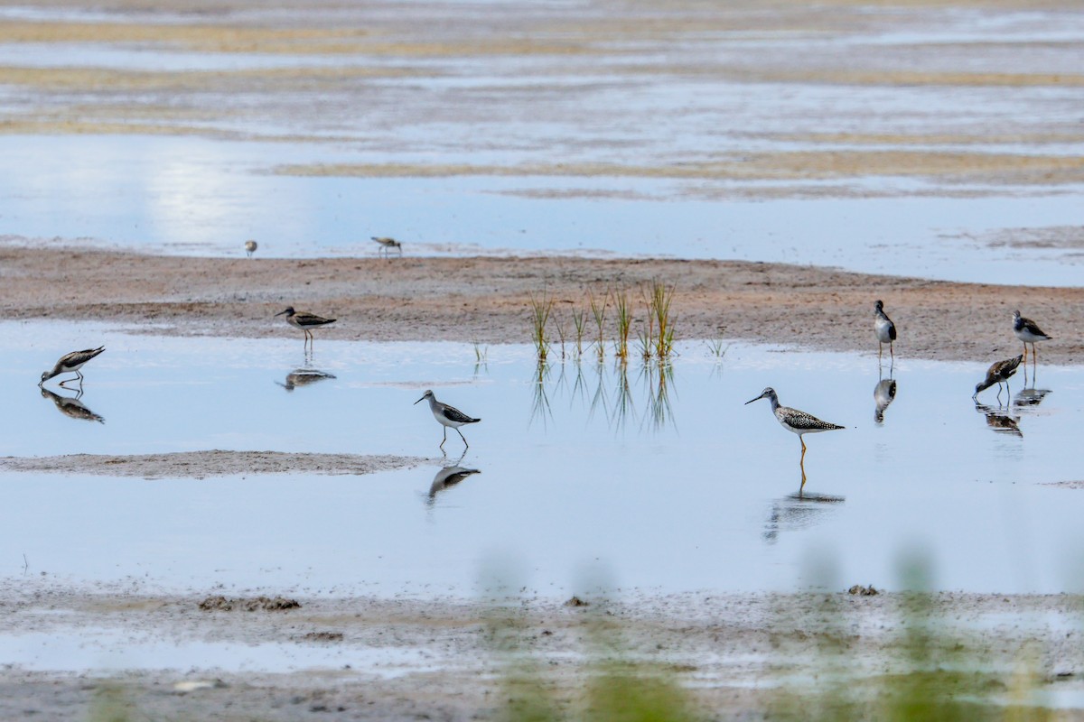 Lesser Yellowlegs - ML640560607