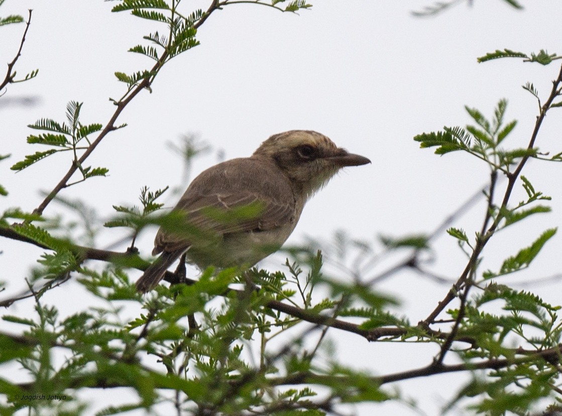 Common Woodshrike - ML640560622