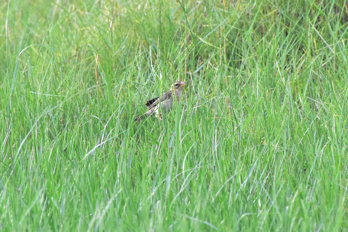 Streaked Weaver - ML640560712