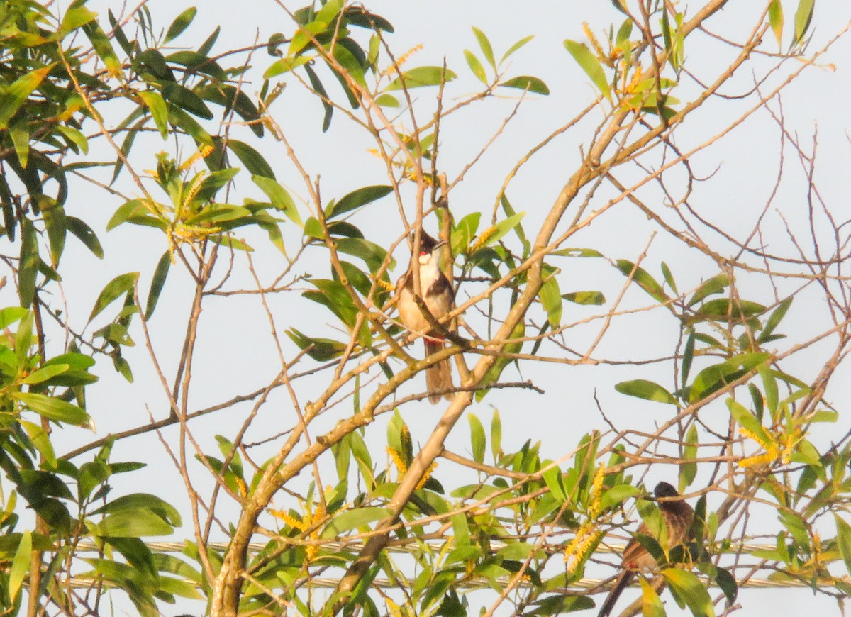 Red-whiskered Bulbul - ML640560717
