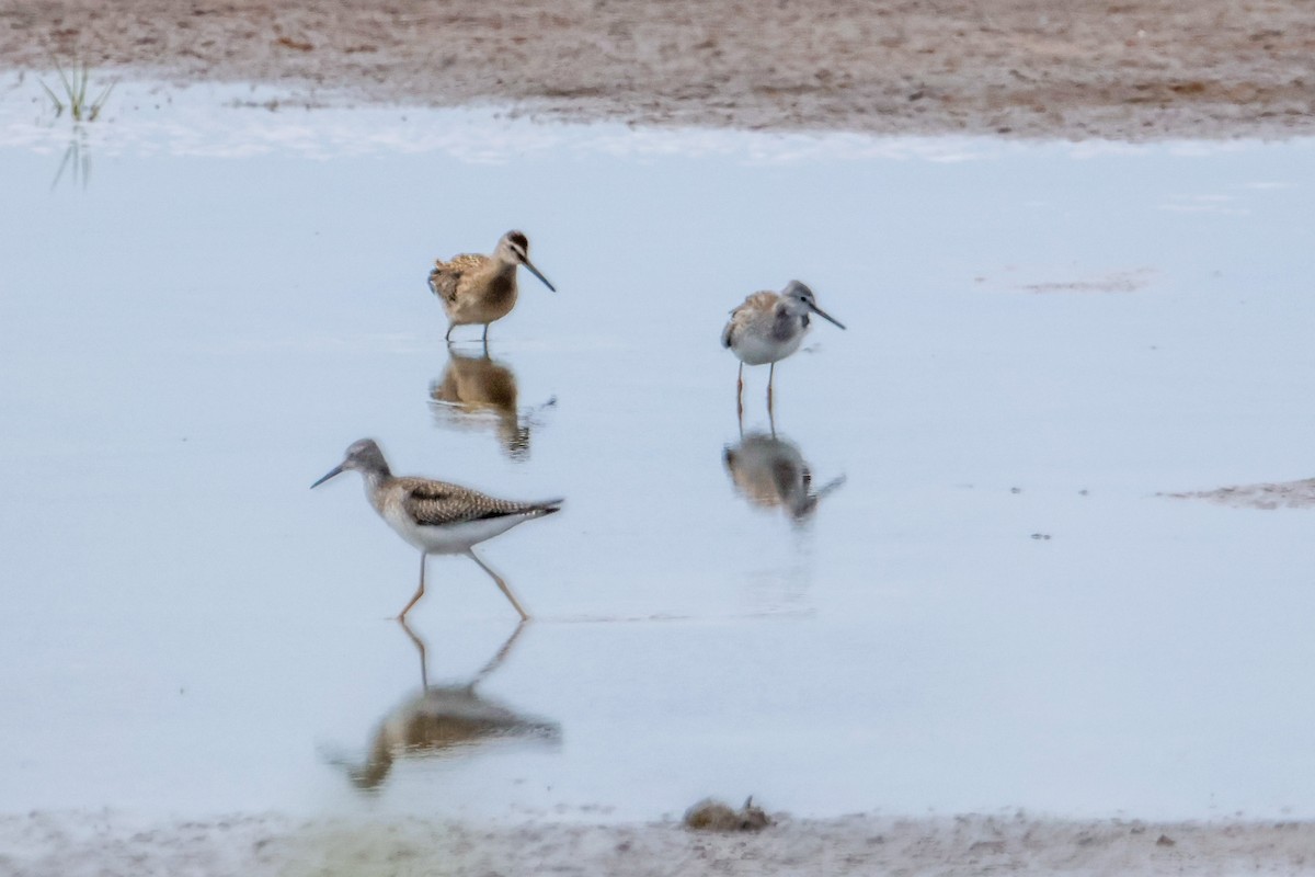 Short-billed Dowitcher - ML640560739