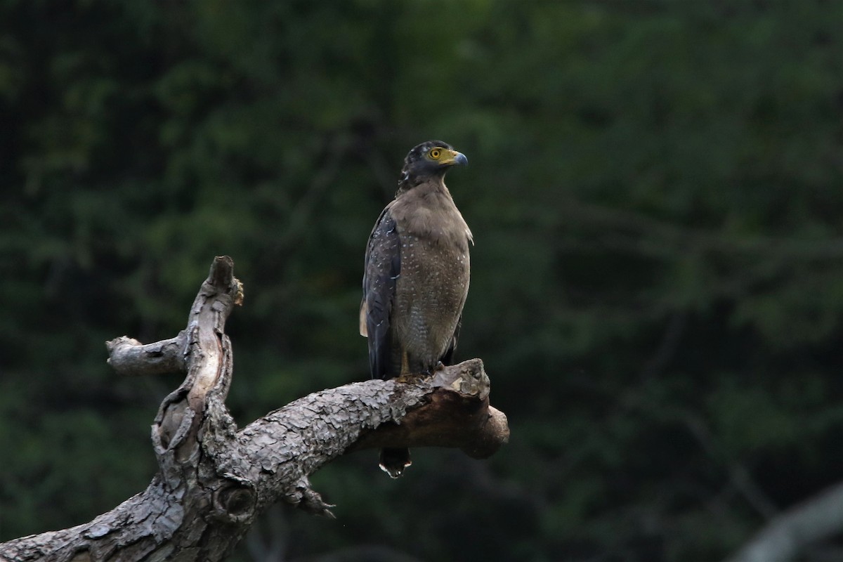 Crested Serpent-Eagle - ML640560744