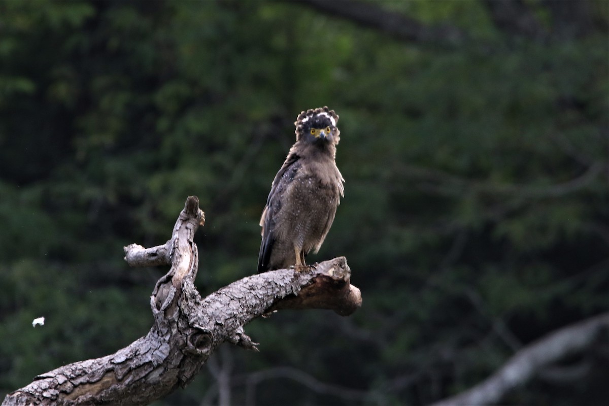Crested Serpent-Eagle - ML640560745