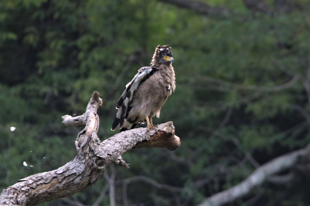 Crested Serpent-Eagle - ML640560746