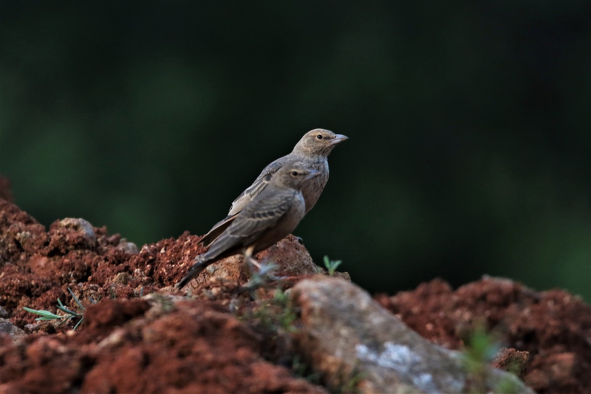 Rufous-tailed Lark - ML640560761