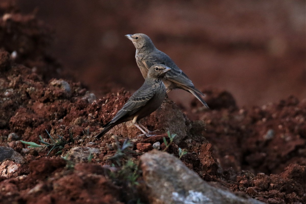 Rufous-tailed Lark - ML640560762