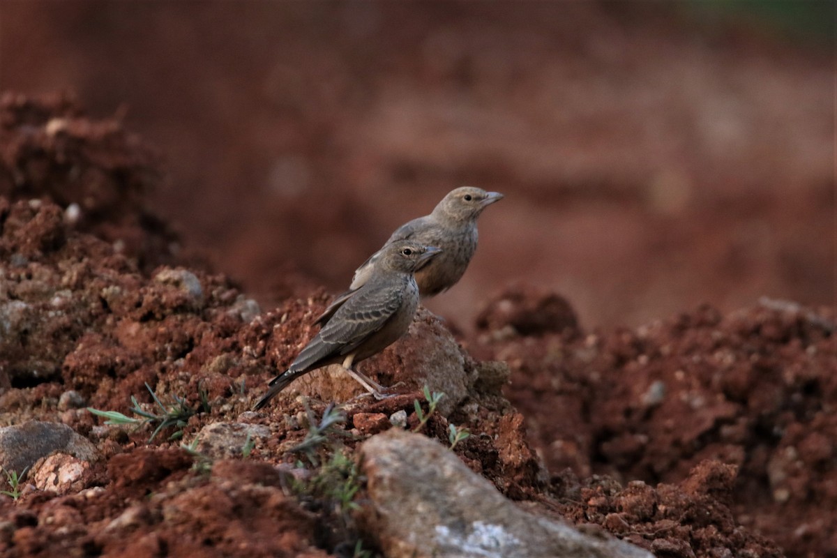 Rufous-tailed Lark - ML640560763