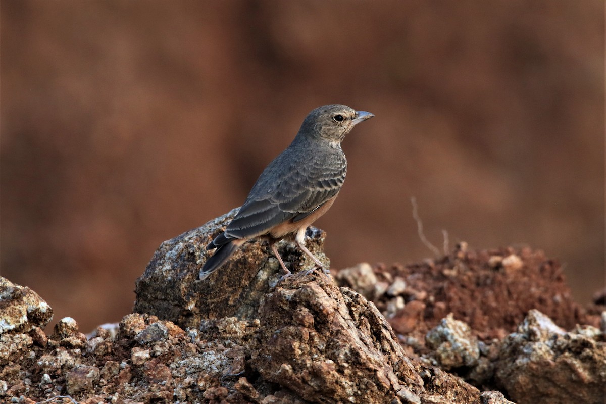 Rufous-tailed Lark - ML640560764