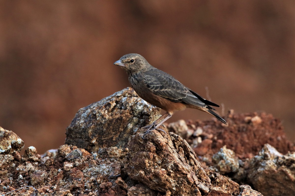 Rufous-tailed Lark - ML640560765