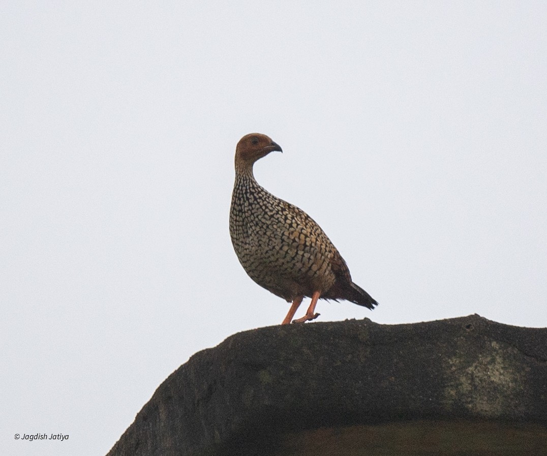 Painted Francolin - ML640560778