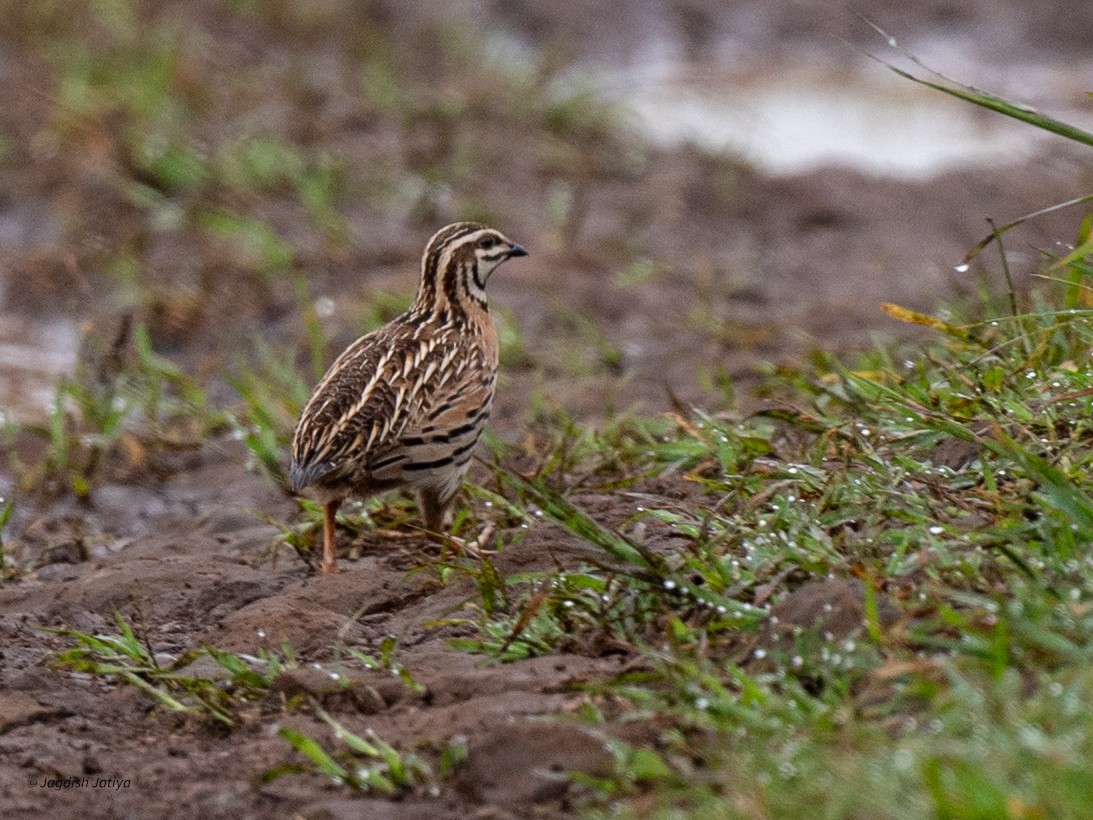 Rain Quail - ML640560780