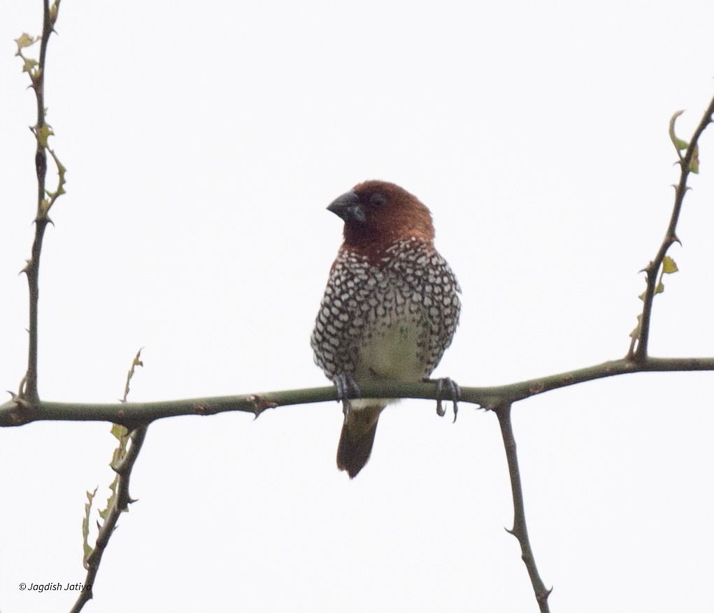 Scaly-breasted Munia - ML640560791
