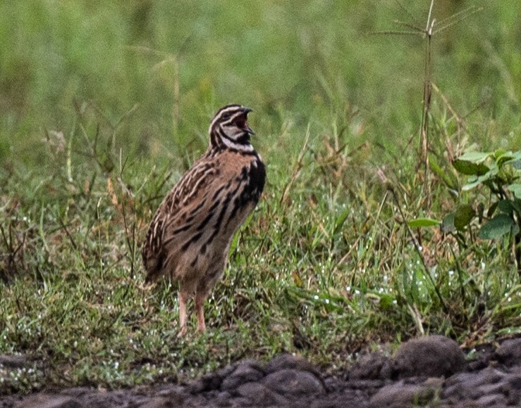 Rain Quail - ML640560813