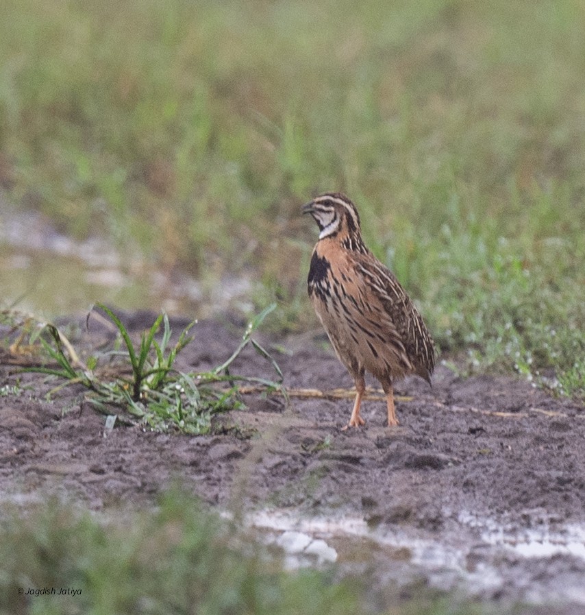 Rain Quail - ML640560814