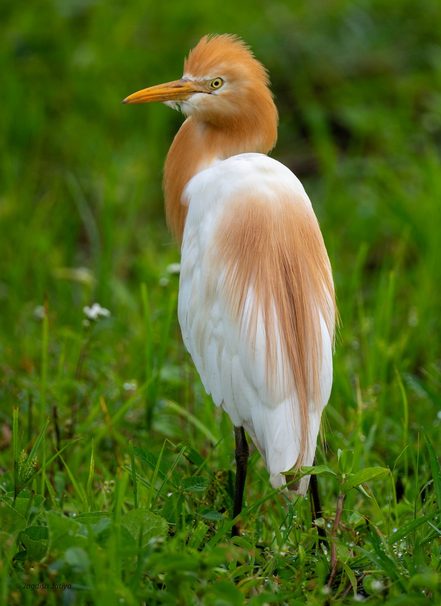 Eastern Cattle-Egret - ML640560817