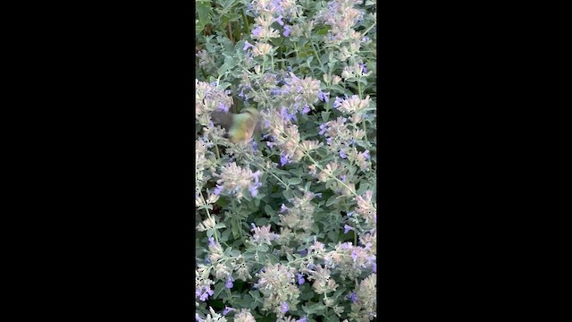 Calliope Hummingbird - ML640560832