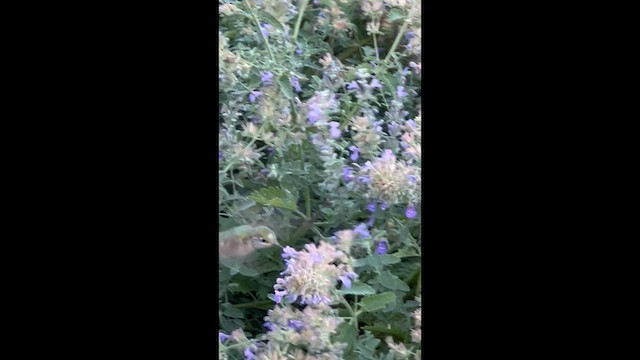 Calliope Hummingbird - ML640560834