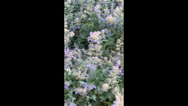 Calliope Hummingbird - ML640560835