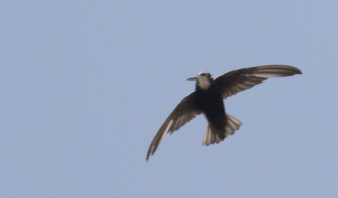 Horus Swift - ML640560842