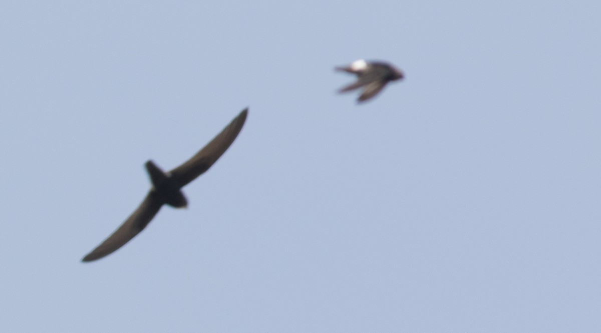 African Swift - ML640560868