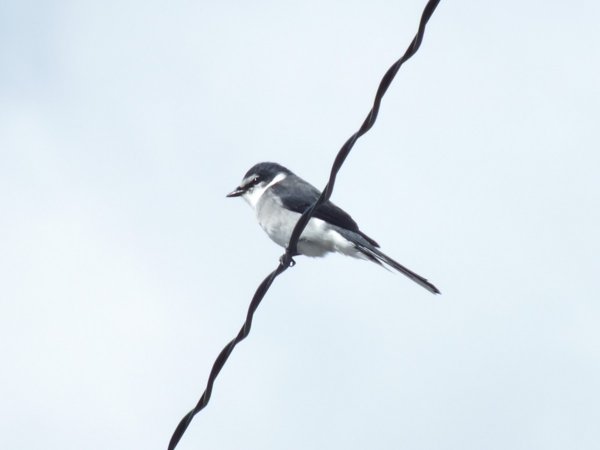 Ryukyu Minivet - ML640560875