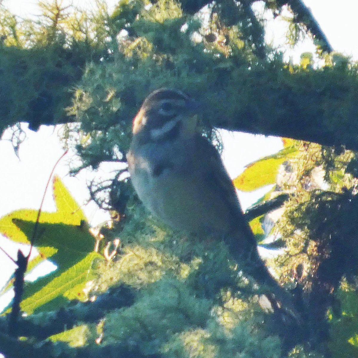 Lark Sparrow - ML640560876