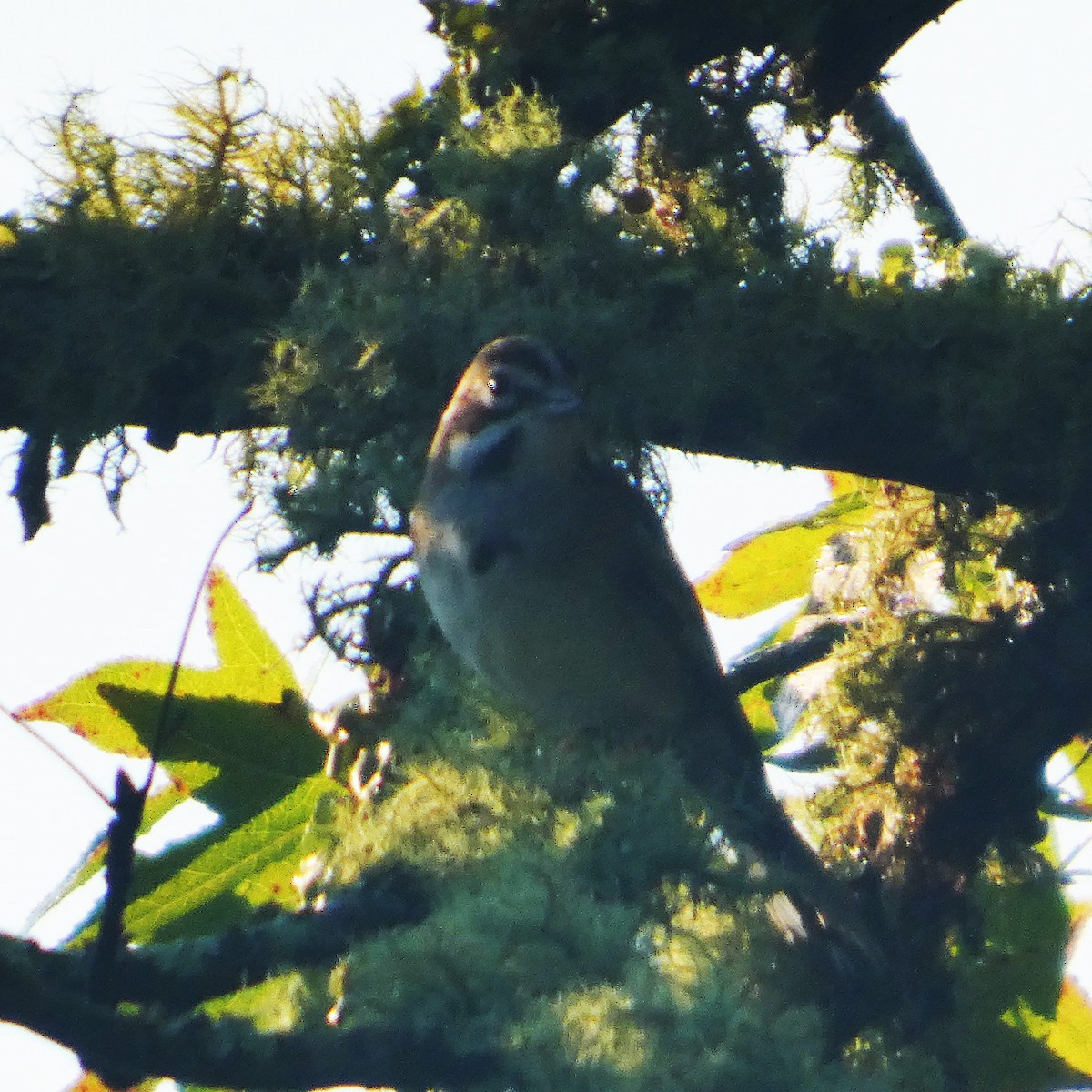 Lark Sparrow - ML640560877